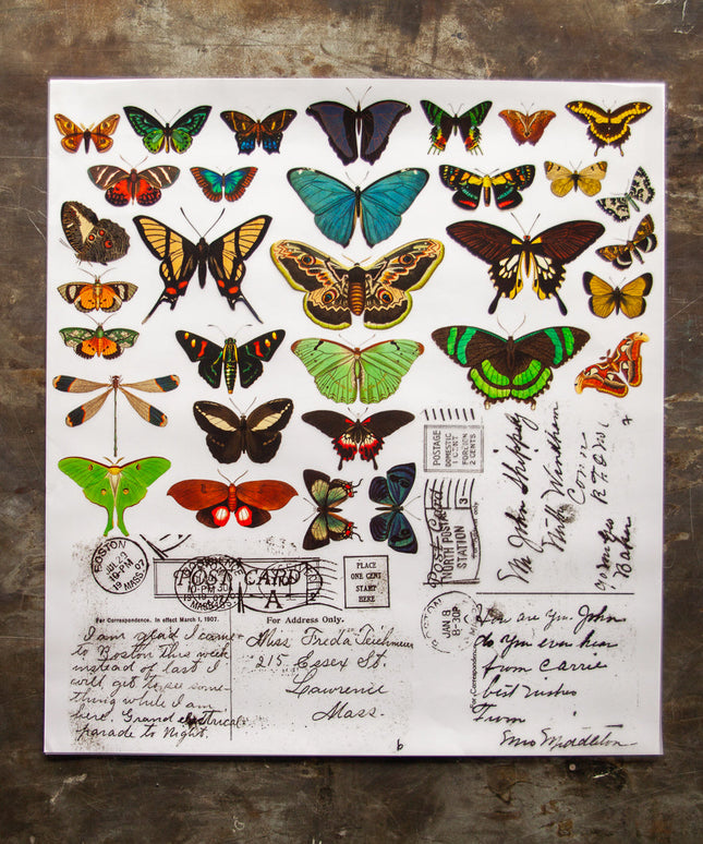 Butterflies - Color Transfer - 24” x 22”