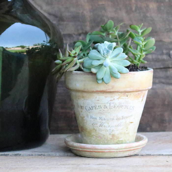 Make Your Own Mossy, Aged Terra Cotta Pot